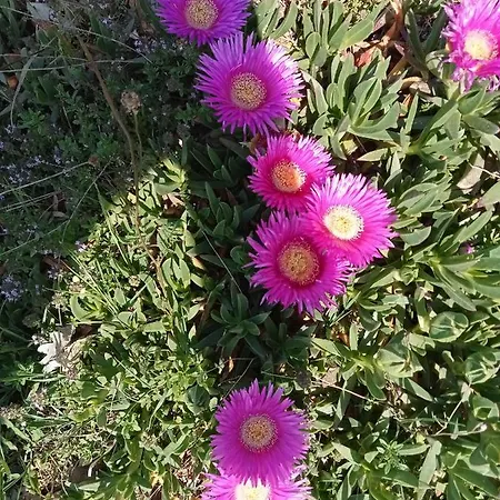 La Staccionata Bianca 3*